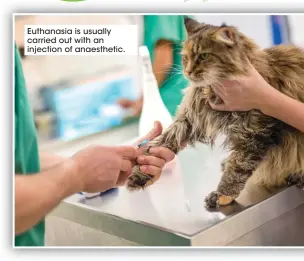  ??  ?? Euthanasia is usually carried out with an injection of anaestheti­c.