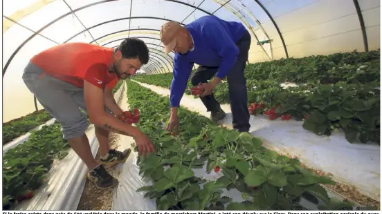  ?? (Photos Laurent Martinat) ?? Si la fraise existe dans près de  variétés dans le monde, la famille de maraîchers Martini, a jeté son dévolu sur la Clery. Dans son exploitati­on agricole du quartier Couture, ils cultivent près de   plants. Ci dessus, le fils Michaël et le...