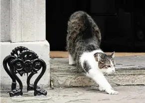  ?? ?? Larry the cat, Chief mouser to the Cabinet Office of the united Kingdom, stretches on the steps of 10 downing Street, London. — aaron CHOWN/PA Wire/dpa