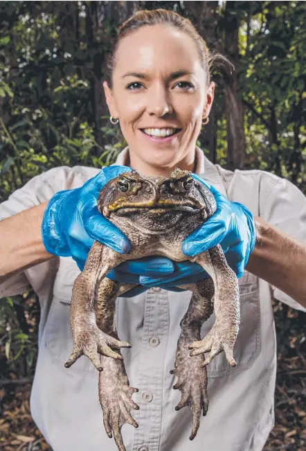  ?? Picture: JERAD WILLIAMS ?? Alana Legge, wildlife supervisor at Dreamworld, holding Fifi the cane toad.