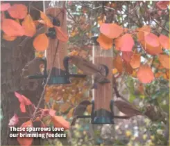  ??  ?? These sparrows love our brimming feeders