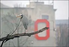  ?? [TOM DODGE/DISPATCH] ?? A Great Blue Heron finds a perch in a tree along the banks on the Olentangy River on Dec. 22, with Ohio State’s St. John Arena in the background.