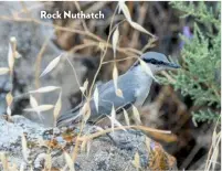  ??  ?? Rock Nuthatch