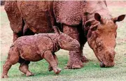  ?? [PHOTO BY SARAH PHIPPS, OKLAHOMAN ARCHIVES] ?? This photo shows Indian rhino Rupert with his mother, Niki, at the Oklahoma City Zoo in 2014, when he was 3 weeks old.