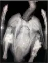 ?? Special to the Democrat-Gazette/ JOHN SIMPSON ?? Hawk 146’s patagial tag mounts and a metal ID bracelet are seen in Dr. John Simpson’s X-ray. Simpson found the redtailed hawk on Nature Conservanc­y land south of Hot Springs.