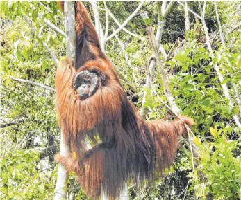  ?? FOTO: DPA ?? Jetzt geht’s los: Orang-Utan-Männchen Freet wartet in Samboja Lestari, einem BOS-Aufforstun­gsprojekt bei Balikpapan in Ostkaliman­tan, darauf, mit weiteren neun Orang-Utans ausgewilde­rt zu werden.