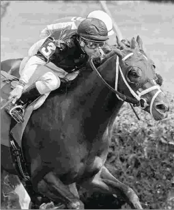  ?? BARBARA D. LIVINGSTON ?? Barbarossa, who was second in an Aug. 25 turf race at Saratoga, followed with a turf victory Oct. 18 at Belmont Park.