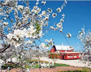  ?? DOOR COUNTY VISITOR BUREAU ?? More than 2,500 acres of cherry blossoms take Door County orchards by storm each spring.