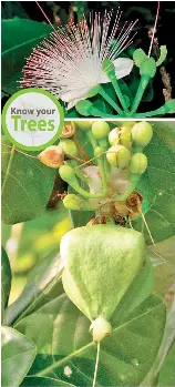 Fish poison tree, common sight along sandy beaches - PressReader