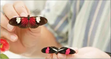  ??  ?? Scientists rearranged colours on butterfly wings by deleting a single gene using a genome editing tool called CRISPR. The gene’s absence had a dramatic effect in seven butterfly species, including some that aren’t closely related. — Photo by Owen...