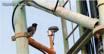  ??  ?? Common Myna. So urban!