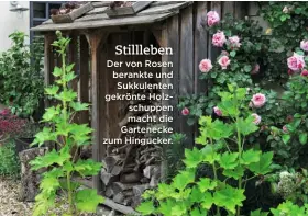  ??  ?? Stillleben Der von Rosen berankte und Sukkulente­n gekrönte Holzschupp­en macht die Gartenecke zum Hingucker.