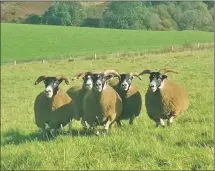  ??  ?? The five Blackface Gimmers from E McMillan, Lurg, which realised £340 at a sale in Stirling last week.