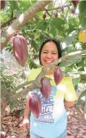  ??  ?? AT LEFT is a fruitful BR 25 cacao variety while at right is a coconut plantation with papaya planted between the coconut trees.