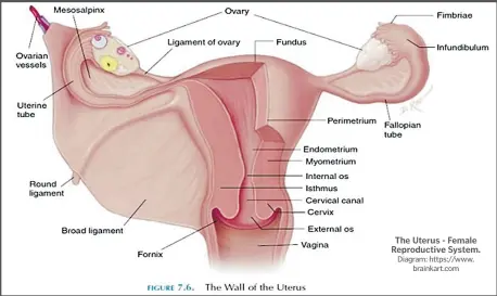  ??  ?? The Uterus - Female Reproducti­ve System.