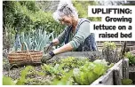  ??  ?? UPLIFTING: Growing lettuce on a raised bed