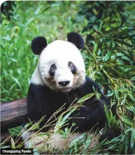  ??  ?? Chongquing Panda