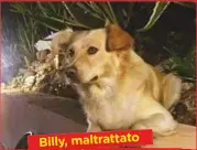  ??  ?? Billy, maltrattat­o in Calabria Trovato impiccato, ha commosso l’Italia, e anche l’Onorevole.