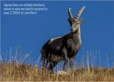  ??  ?? Alpine ibex are skilled climbers, which is why we had to ascend to over 2,700m to see them