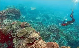  ?? REUTERS ?? Scientists say heat stress destroyed large areas of the northeaste­rn Great Barrier Reef during autumn, but southern parts are still in reasonably good condition.