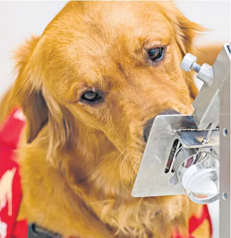  ??  ?? Bumper has been undergoing training alongside other dogs to use its powers of smell to detect asymptomat­ic carriers of the coronaviru­s in ‘game-changing’ research in the UK