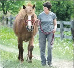  ?? — POSTMEDIA NEWS FILES ?? The Newfoundla­nd pony has dropped from a population of 13,000 to 400.