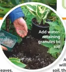  ??  ?? Add waterretai­ning granules to soil