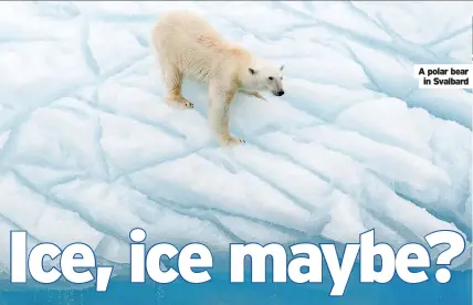  ?? ?? A polar bear in Svalbard