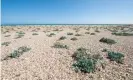  ??  ?? Sea-kale (Crambe maritima) growing on Pagham Harbour shingle spit. Photograph: Ian West/Alamy