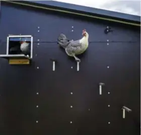  ??  ?? Campines slapen graag hoog en droog. Bij René is dat niet op stok, maar in een caravan die is omgebouwd tot high-tech kippenpara­dijs.