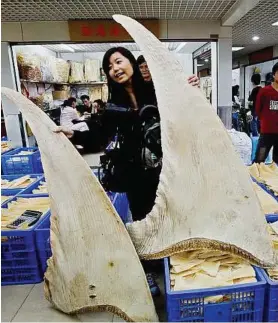  ??  ?? Fast disappeari­ng: These very large whale shark fins are used merely as window displays in restaurant­s in China despite whale sharks being at high risk of extinction if fishing practices don’t change.