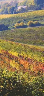  ??  ?? Above: vineyards of De Fermo, Abruzzo
Above right: harvest time at Librandi, Calabria