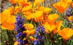  ??  ?? SEEDS: Blue wild echium and California poppy, both self-sown