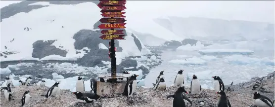  ?? NATACHA PISARENKO/ THE ASSOCIATED PRESS ?? Gentoo penguins gather near the Bernardo O’Higgins scientific station. Antarctica is expected to see more than 37,000 people visit this year.