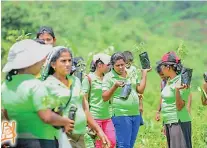  ??  ?? Bernard Botejue Kolonna employees actively engaged in the reforestat­ion project