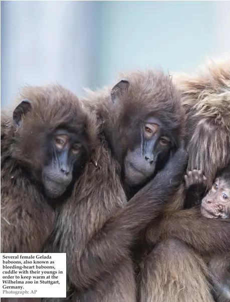  ??  ?? Several female Gelada baboons, also known as bleeding-heart baboons, cuddle with their youngs in order to keep warm at the Wilhelma zoo in Stuttgart, Germany. Photograph: AP