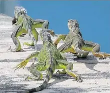  ?? MIKE STOCKER/STAFF PHOTOGRAPH­ER ?? Iguanas congregate on the seawall in the Three Islands neighborho­od of Hallandale Beach. Summer heat brings them out in larger numbers.