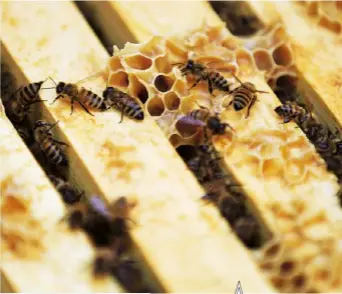  ??  ?? Bee part of it eat Natural is looking for more novice beekeepers to start in 2018. informatio­n on how to get involved will be released from tuesday on twitter and Facebook @eatnatural­bars