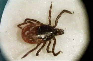  ?? VICTORIA AROCHO — THE ASSOCIATED PRESS FILE ?? A female deer tick is seen under a microscope at the entomology lab of the University of Rhode Island in South Kingstown, R.I. Also called deer ticks, they were once found mainly in New England and pockets of the Midwest, but have been seen in a...