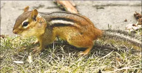  ?? Lori Van Buren / Albany Times Union ?? A chipmunk hoards nuts.