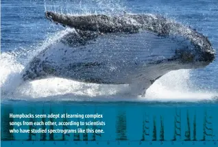  ?? ?? Humpbacks seem adept at learning complex songs from each other, according to scientists who have studied spectrogra­ms like this one.