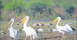  ??  ?? Great white pelicans