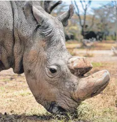  ?? FOTO: DPA ?? Das letzte männliche Nördliche Breitmauln­ashorn „Sudan“musste im März eingeschlä­fert werden. Bei Forschern wächst derzeit die Hoffnung auf Nachwuchs bei der unmittelba­r vor dem Aussterben stehenden Unterart.