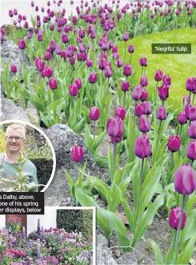  ??  ?? Claus Dalby, above, and one of his spring flower displays, below ‘Negrita’ tulip