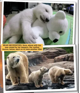  ??  ?? BEAR NECESSITIE­S: Nora, above with toy, was raised by her keepers. Her mother Aurora, below, went on to have another litter