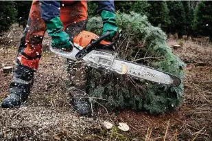  ??  ?? The foot of a just-felled tree is trimmed. Americans have been buying the trees in droves, and the farms that produce them have struggled to keep up.