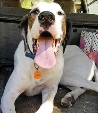  ?? Photo: Serafina Foran ?? SADLY MISSED: Miki, a two-and-a-half year old great dane x bull hound grey hound was put down on Sunday afternoon after he was found covered in tar.