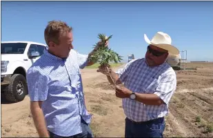  ?? COURTESY PHOTO FARMTIVA ?? Chris Boucher, Farmtiva Ceo (left) and Martin hernandez, field manager, view an uprooted hemp plant taken from an experiment­al grow at imperial Valley Conservati­on research Center, located at 4151 highway 86, near Brawley.