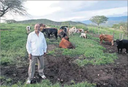  ??  ?? Laughing all the way to the bank: President Jacob Zuma with some of his cattle at his homestead in Nkandla, KwaZulu-Natal.