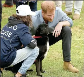  ??  ?? Prince Harry with one of the working dogs at Backtrack demonstrat­ion in Victoria Park last Wednesday. PHOTO: WENDY MERRICK